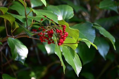  Viburnum japonicum (Japonca adı Hakusanboku-tree). Adoksaceae her daim yeşil çalı. İlkbaharda beyaz çiçekler çiçek açar ve meyveler sonbaharda kırmızıya dönüşür..