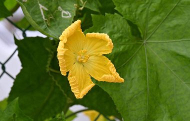 Lif (Luffa aegyptiaca). Cucurbitaceae yıllık asması. Sarı çiçekler yazın açar, ve meyve yenilebilir ve şifalıdır, ve kurutulmuş iplik fırça yapımında kullanılır..