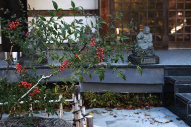  İlahi bambu (Nandina domestica). Berberidaceae her zaman yeşil çalı. Yazın başlarında birçok beyaz çiçek açar ve sonbahardan kışın başına kadar kırmızı kırmızı kuşüzümü taşır..