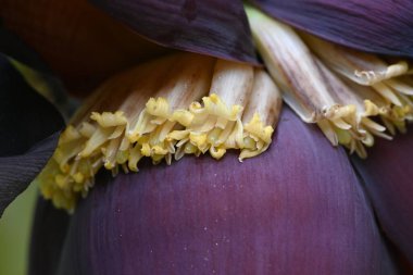 Muz çiçekleri. Kırmızımsı mor frenler döner ve çiçekler sarkır ve çiçek açar, sadece dişi çiçeklerde meyve olur..