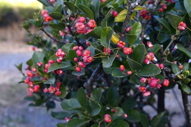 Japon Milli Ağacı (Eunymus japonicus). Celastraceae her zaman yeşil çalı. Küçük yeşilimsi beyaz çiçekler yazın açar ve sonbaharda meyve (kapsüller) dört parçaya ayrılır ve portakal tohumu bırakır..