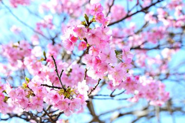 Şubat 'ta çiçek açan kiraz çiçekleri. Japonya 'da Kawazu Zakura denirdi. Japonya turizm seyahat materyalleri.