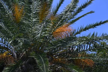Palmiye ağaçları. Arecaceae tropikal bitkileri. Tropikal bölgelerde, yiyecek, içecek, ilaç ve lif için önemli bir kaynak bitkisidir..