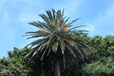 Palmiye ağaçları. Arecaceae tropikal bitkileri. Tropikal bölgelerde, yiyecek, içecek, ilaç ve lif için önemli bir kaynak bitkisidir..