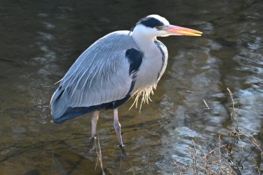 Gri bir balıkçıl su kenarında yiyecek arıyor. Nehirlerde ve diğer yaşam alanlarında yaşayan balık ve amfibileri avlamak için uzun gagasını kullanır..