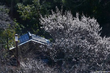 Japon kayısı çiçekleri soğuk hava yumuşadığında açar, ve hoş görünüşleri ve güzel kokuları eski çağlardan beri Japon halkının kalbini esir alır..