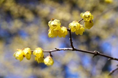 Kış çiçekleri. Bu yaprak döken çalılık kışın sarı çiçekler açar. Hoş bir kokuları var ve kış bahçesi gibi mükemmeller..