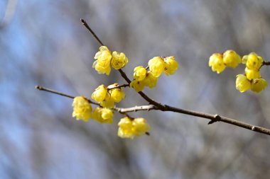 Kış çiçekleri. Bu yaprak döken çalılık kışın sarı çiçekler açar. Hoş bir kokuları var ve kış bahçesi gibi mükemmeller..