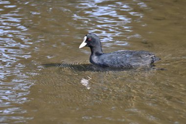 Örtüler siyah vücutları ve beyaz alınlarıyla karakterize edilir ve gölet ve nehirlerdeki su bitkileriyle beslenmek için gruplar halinde seyahat ederler..