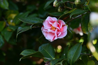 Kamelya japonica çiçekleri. Theaceae her zaman yeşil bir çalı. Canlı çiçekleri çay seremonilerinde ve Japon bahçelerinde kış özelliği olarak kullanılır..