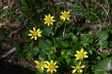 Lesser celandine (Ranculus ficaria) flowers. Ranunculaceae perennial. The leaves are heart-shaped and it produces glossy yellow flowers in spring.
