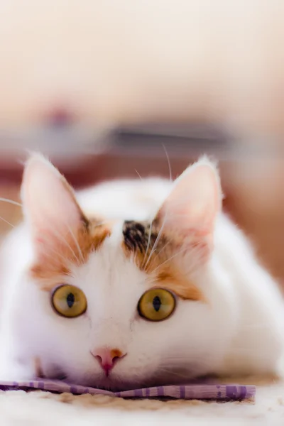 Vit kattunge — Stockfoto