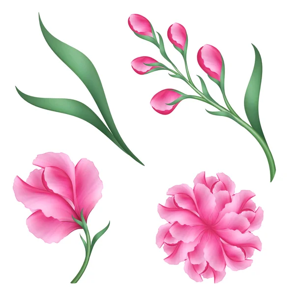 Pink flowers set — Stock Photo, Image