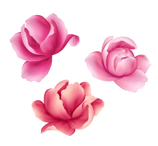 Pink flowers set — Stock Photo, Image