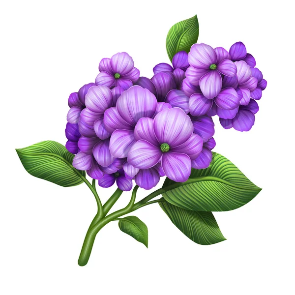 淡紫色绣球支绿色的叶子 — 图库照片