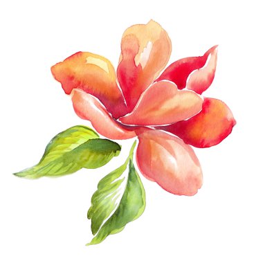 Floral watercolor illustration clipart