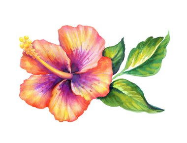 Egzotik hibiscus çiçek yeşil yaprakları ile