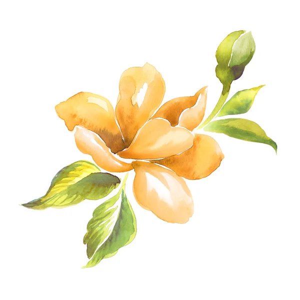 Floral watercolor illustration — Stock Photo, Image