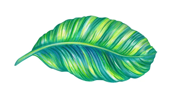 Hoja de la selva tropical — Foto de Stock