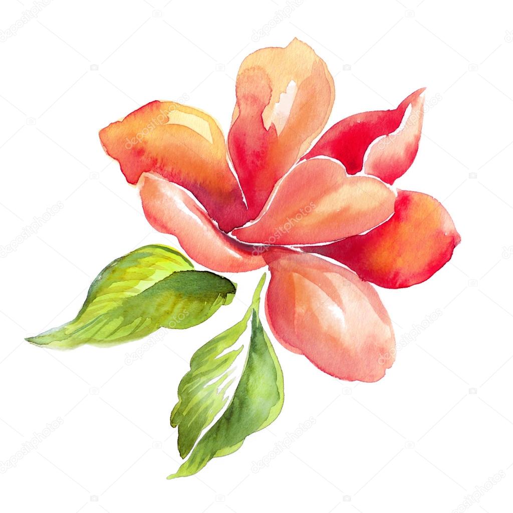 Floral watercolor illustration