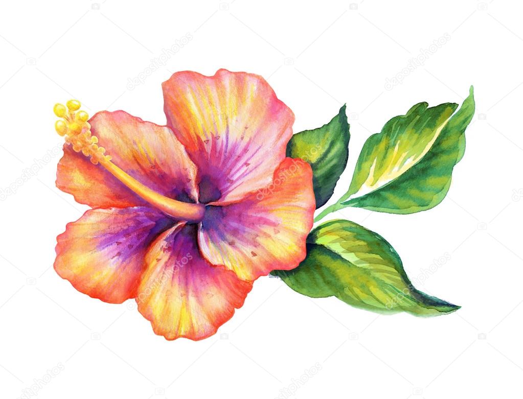 Exotic hibiscus flower with green leaves