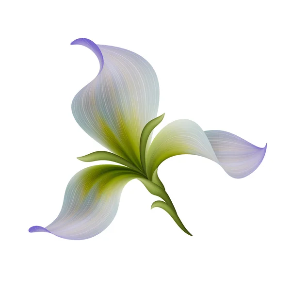 Blommande trädgård iris blomma — Stockfoto