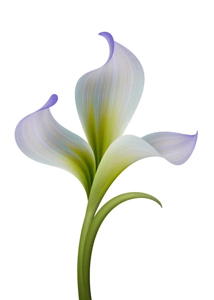 Квітуча квітка саду ірису — стокове фото