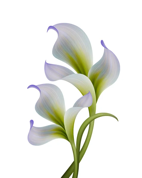 Fioritura fiori di iris giardino — Foto Stock