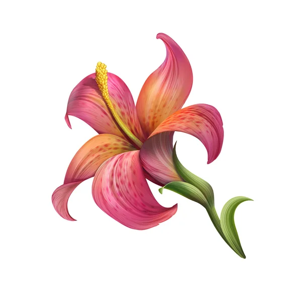Blooming garden lily flower — Stock Photo, Image