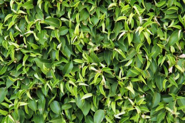 arka plan ağaç yaprakları, bush, doğal yeşil çit ile