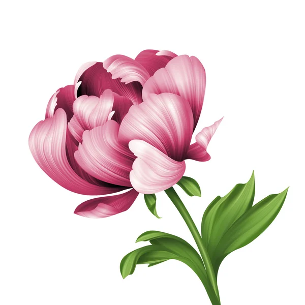 Flor de peônia rosa e folhas encaracoladas verdes ilustração, isolado — Fotografia de Stock