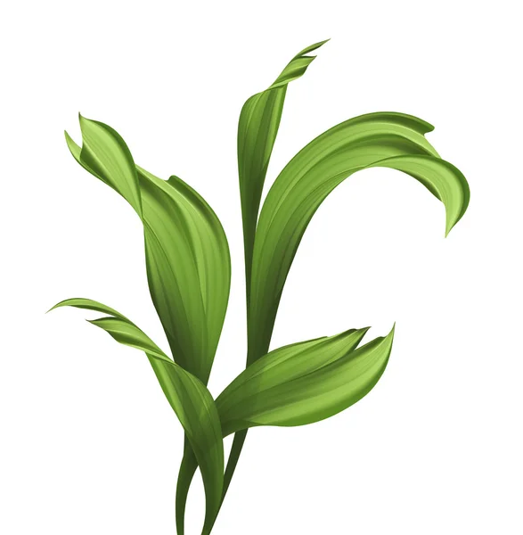 Творческая листва, иллюстрация зеленой травы и листья изолировать — стоковое фото