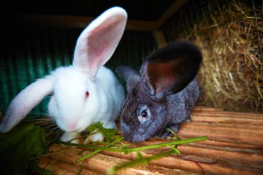 Şirin tavşanlar köy çiftliğindeki kafeslerinde şarap yiyorlar.