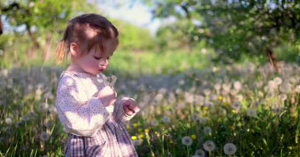 Baby Meisje Blazen Pluizige Paardebloem Blowballs Lente Tuin Zonnige Avond — Stockvideo