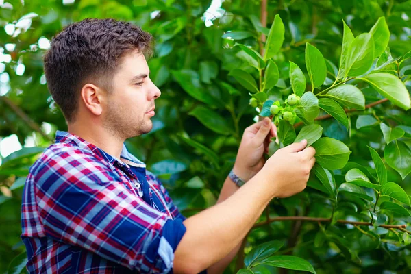 Jovem gosta de caquizeiro no jardim de frutas — Fotografia de Stock