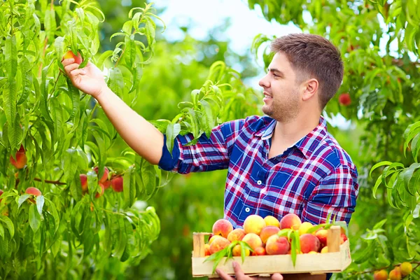 Молодий чоловік збирає персики в фруктовому саду — стокове фото