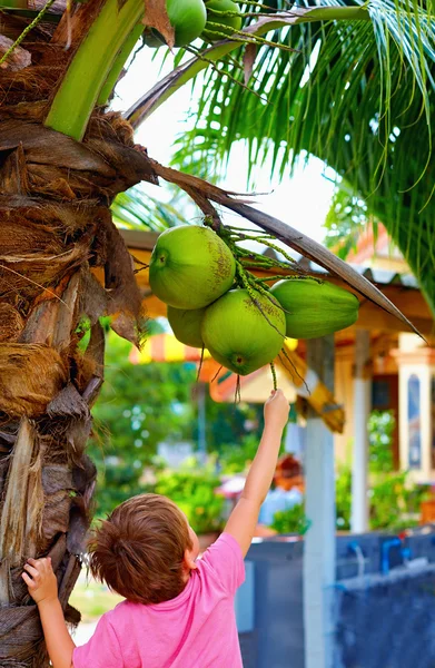 Il bambino raccoglie le noci di cocco giovani in giardino tropicale — Foto Stock
