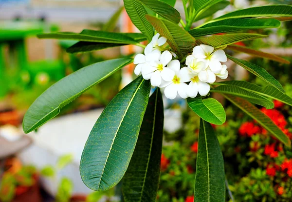 Gren av plumeria blomma (frangipani) i tropisk trädgård — Stockfoto