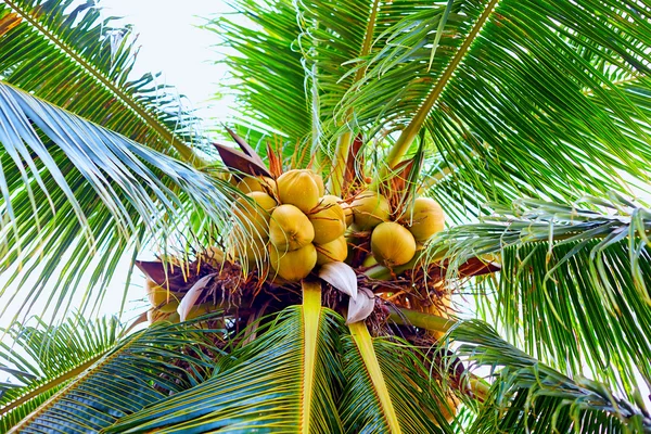 Noci di cocco mature appese alla palma nel giardino tropicale — Foto Stock