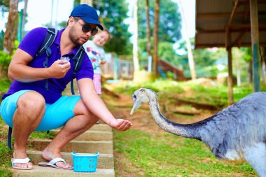 man feeding ostrich on zoo farm, focus on ostrich clipart