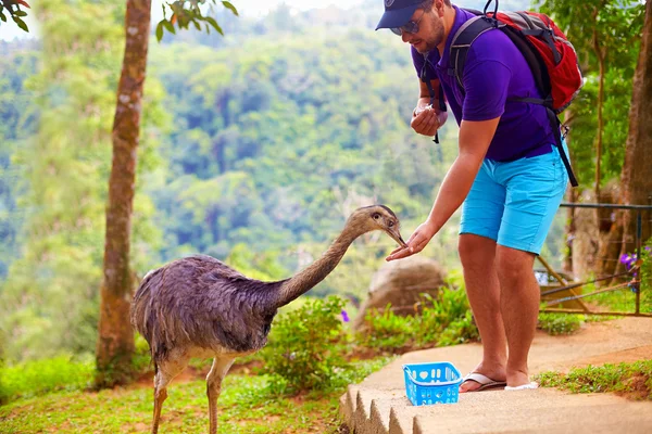 man feeding ostrich on zoo farm, focus on ostrich