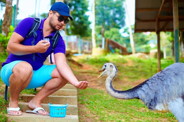 Man feeding ostrich on zoo farm, focus on ostrich — Stock Photo, Image