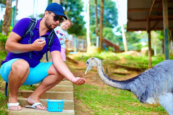 Uomo che si nutre di struzzo nella fattoria dello zoo, concentrarsi sullo struzzo — Foto Stock