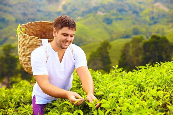 Mann erntet Teeblätter auf Plantage — Stockfoto