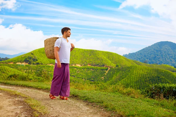 Homem com cesta caminhando caminho plantação de chá — Fotografia de Stock