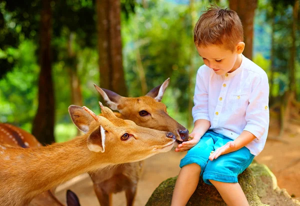 Cute boy feeding young deers from hands. focus on deer — Stock Photo, Image