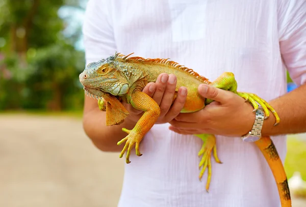 Jovem, herpetólogo segurando réptil iguana colorido — Fotografia de Stock