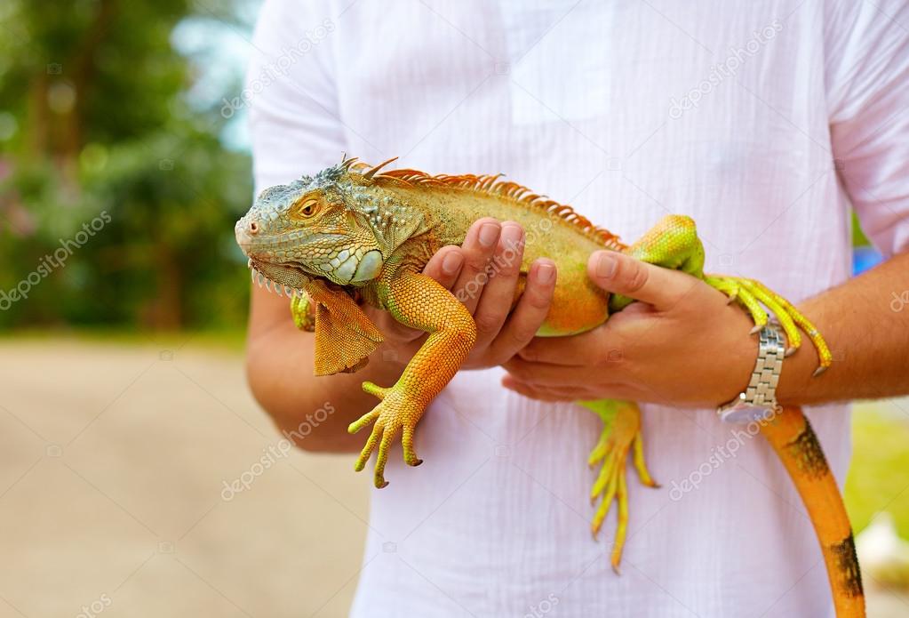 young man, herpetologist holding colorful iguana reptile