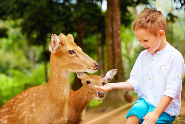 Cute boy feeding young deers from hands — Stock Photo, Image