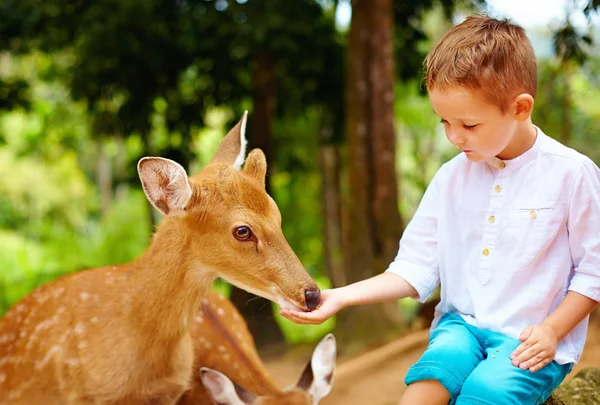 Cute boy feeding young deers from hands — Stock Photo, Image